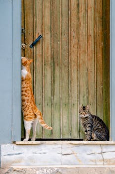 How to Handle a Pet Medical Emergency at Home