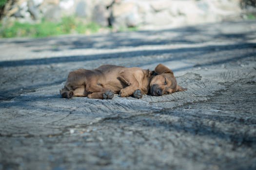 Dental Disease in Dogs Prevention Symptoms and Treatment