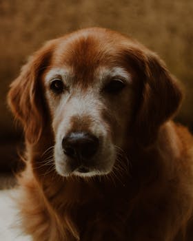 Joint Pain in Dogs Causes Diagnosis and Treatment Options