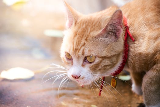 Urinary Tract Infections in Dogs Symptoms and Care