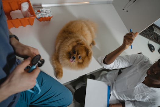 Managing Diabetes in Dogs Complete Owner Guide