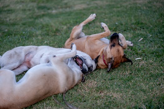 Bloat in Dogs Symptoms Emergency Response and Prevention