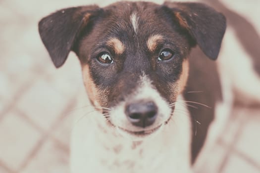 Eye Problems in Dogs Signs Causes and Treatments
