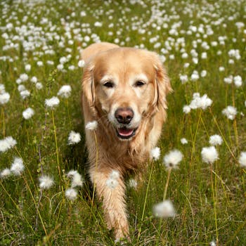 Seasonal Allergies in Dogs Management and Relief Tips