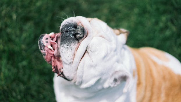 Reverse Sneezing in Dogs Causes and When to Worry