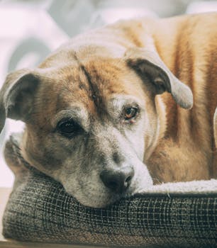 Canine Cognitive Dysfunction Signs and Senior Dog Care