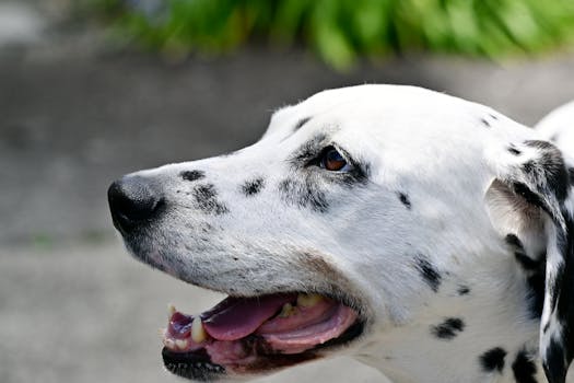 Hot Spots on Dogs Causes Treatment and Prevention