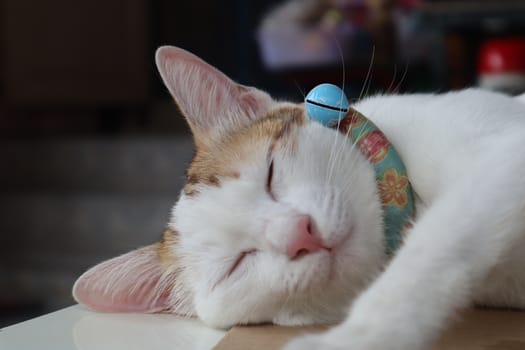 How to Monitor Your Cat Kidney Health at Home