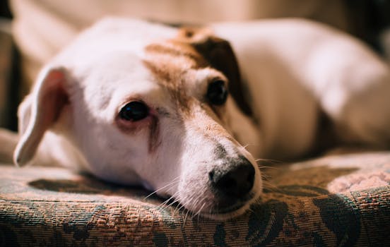 Pancreatitis in Dogs Symptoms Treatment and Recovery