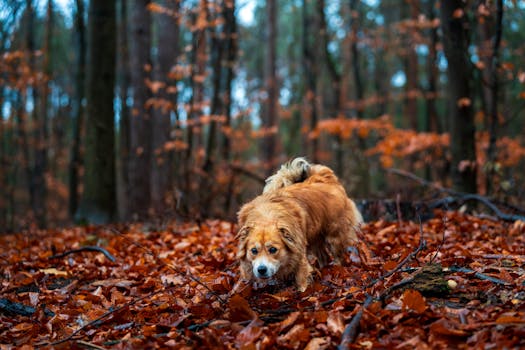 Lyme Disease in Dogs Prevention Symptoms and Treatment