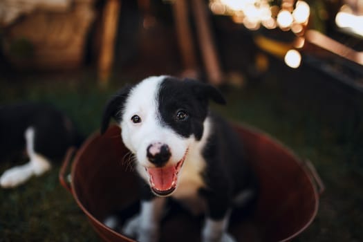 Puppy Health Milestones to Track in the First Year