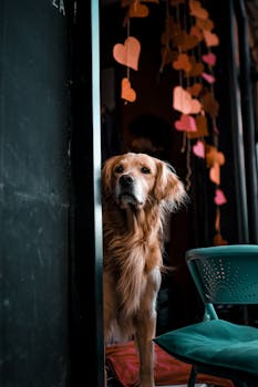 Heart Disease in Dogs Symptoms Diagnosis and Management