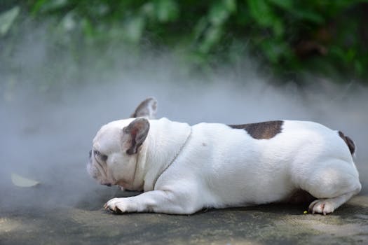 Respiratory Issues in Flat-Faced Brachycephalic Dogs