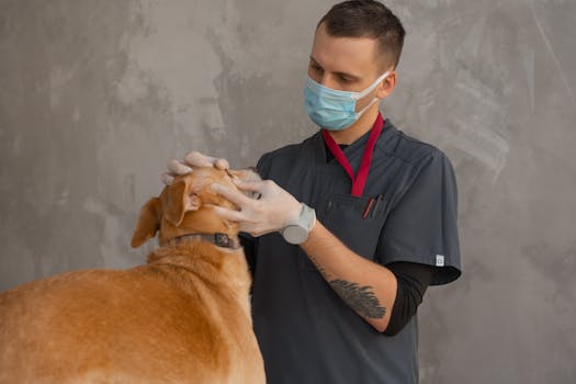 Preventive Health Care Timeline for Your Dog Entire Life