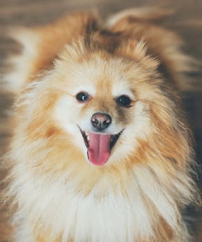 Best Pet Insurance Plans for Puppies and Kittens