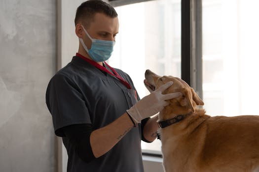 Wellness Plans vs Pet Insurance Key Differences Explained