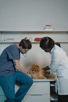 Top Pet Insurance Companies Compared for 2025