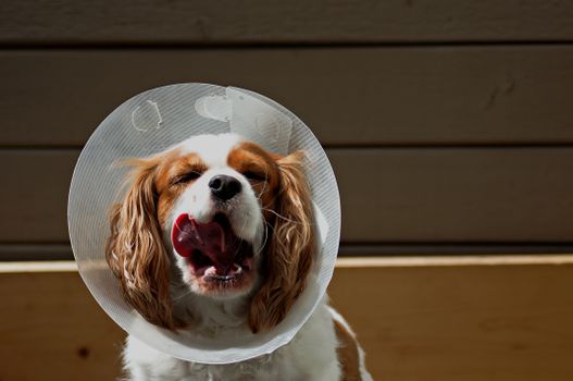 How Pet Insurance Reimbursement Actually Works