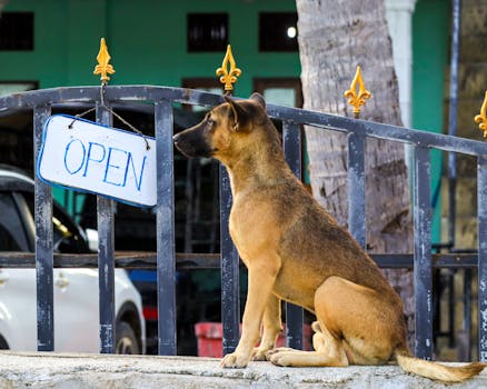 Waiting Periods in Pet Insurance Plans Explained