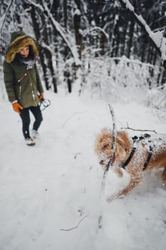 How to Get the Most Value from Your Pet Insurance
