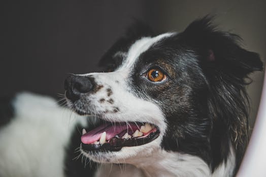 Dental Coverage Options in Pet Insurance Plans