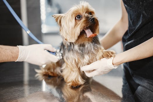 Pet Insurance Coverage for Chronic Conditions