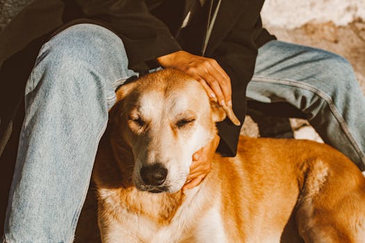 How Age Affects Pet Insurance Costs and Coverage