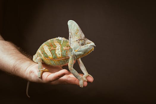 Pet Insurance for Exotic Pets Birds and Small Animals
