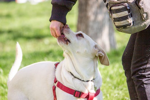 Understanding Benefit Schedules in Pet Insurance Policies