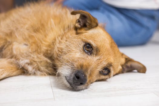 Best Pet Insurance Options for Large Breed Dogs