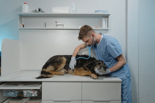 Cancer Treatment Coverage in Pet Insurance Plans