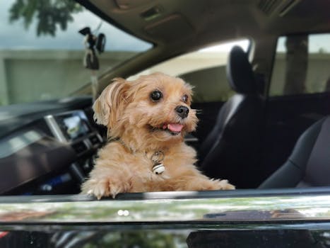Pet Insurance Riders and Add-Ons Worth Considering