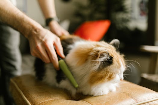 Managing Heavy Shedding in Double-Coated Dog Breeds