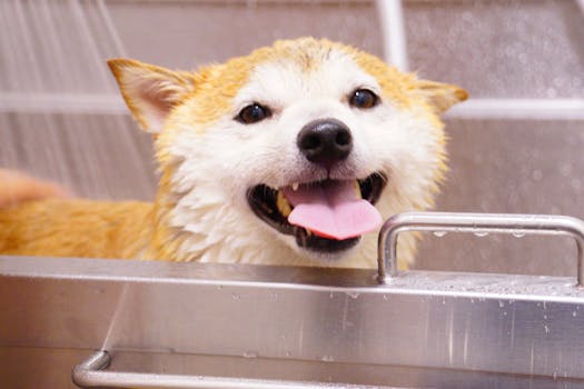 How to Groom an Anxious or Nervous Pet Successfully