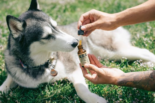 Health Benefits of Regular Pet Grooming You Should Know