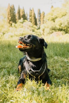 Flea and Tick Prevention During Regular Grooming Sessions