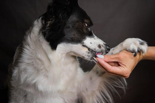 Taurine Deficiency in Dogs Causes Prevention and Diet