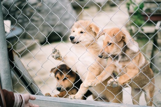 Kennel Cough Prevention Symptoms and Home Care