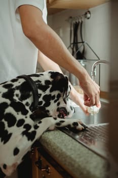 How to Clean and Treat Minor Pet Wounds at Home