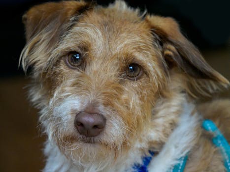 Pet Insurance for Mixed Breed and Rescue Dogs