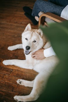 When Is the Best Time to Purchase Pet Insurance