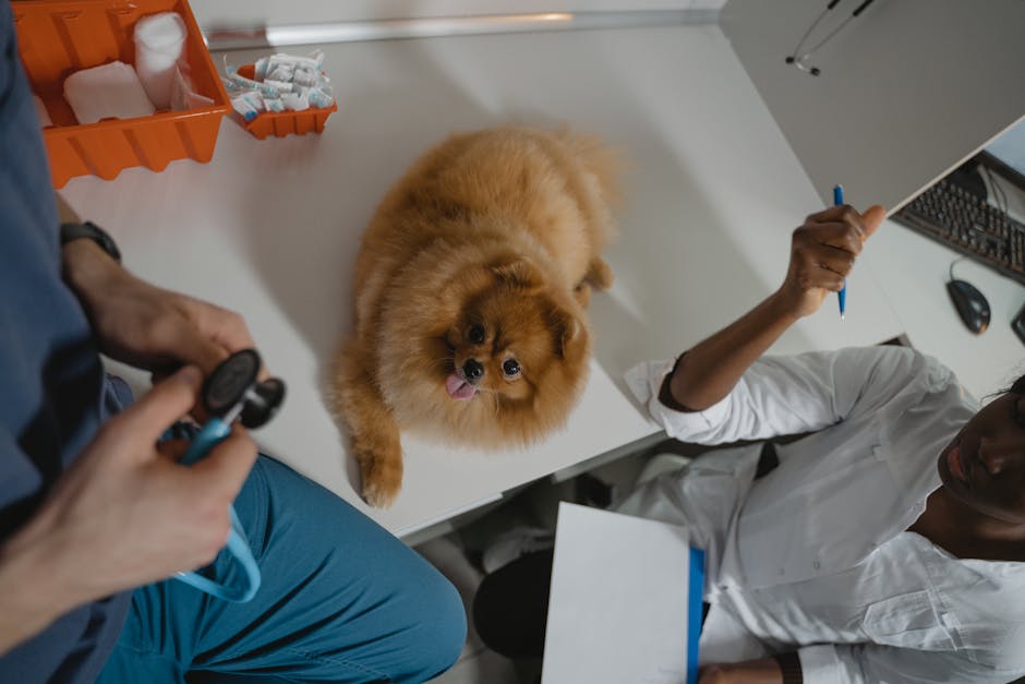 Why Are Booster Shots Necessary for Kittens?