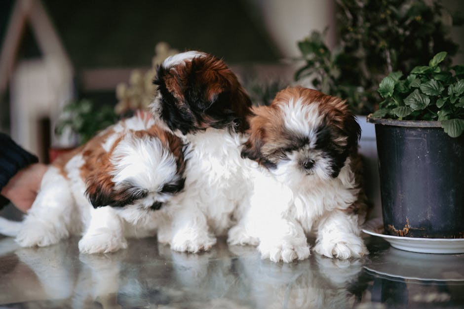 Why Is Early Puppy Training So Important?
