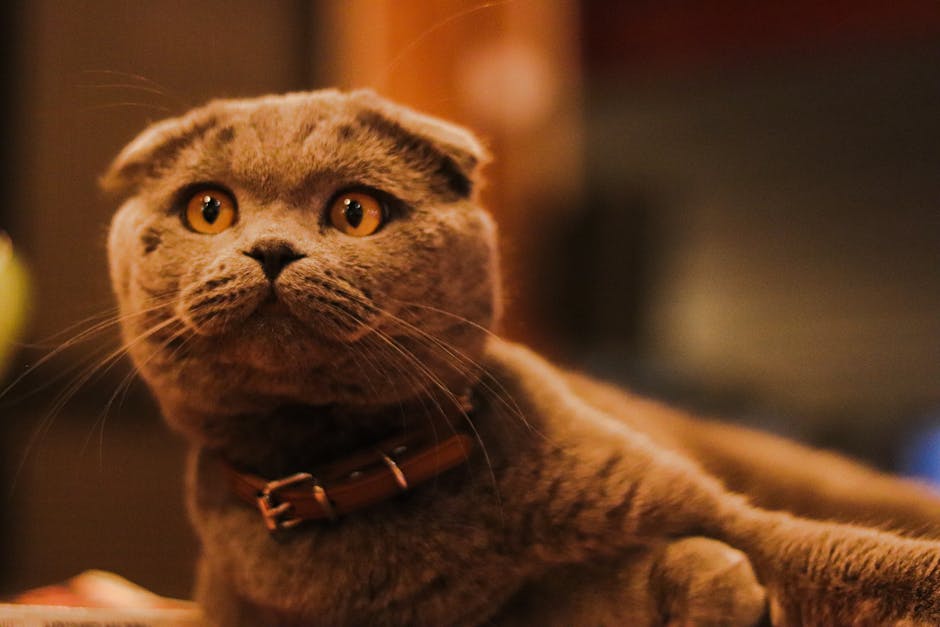 Persian Cat Breed Complete Guide Personality and Care