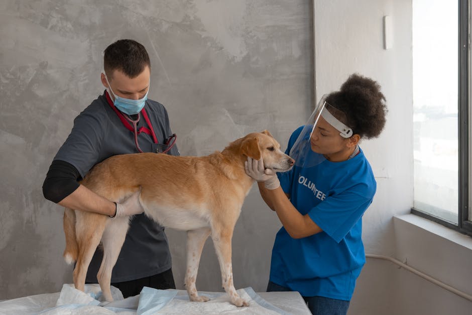 Why Is It Important to Insure Your Puppy Early?