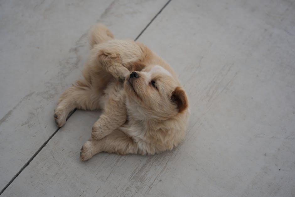 What Should You Look for in a Puppy Insurance Plan?