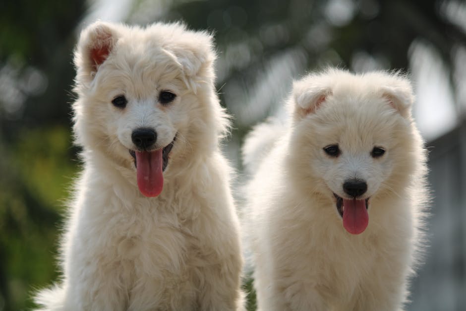 What Is the Core Puppy Vaccination Schedule?