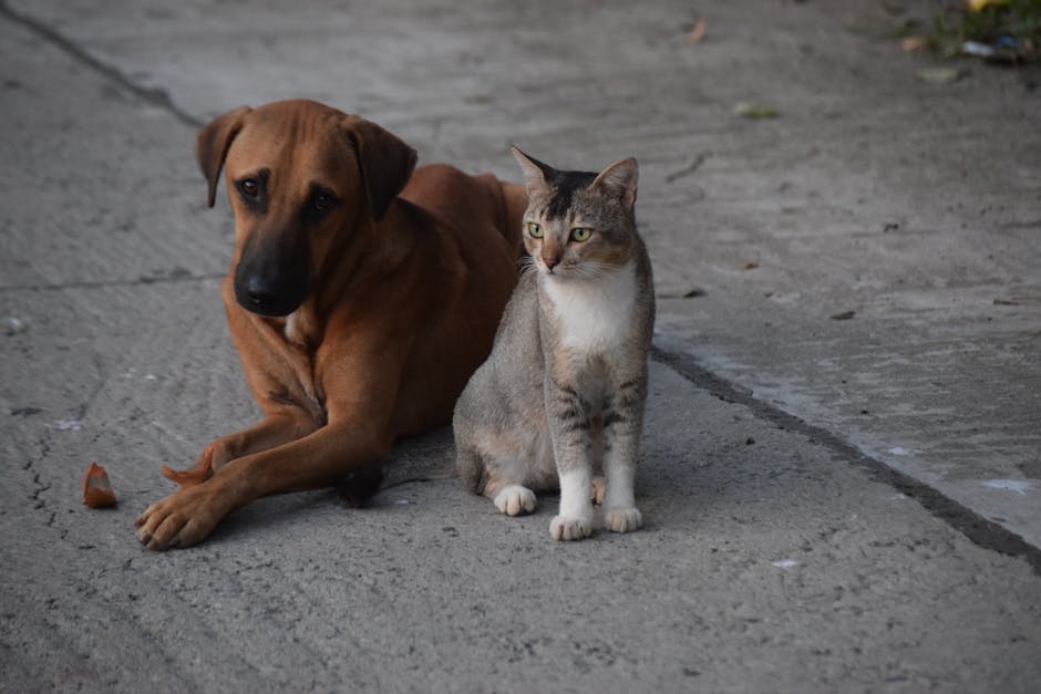 Why Is a Puppy Vaccination Schedule Important?