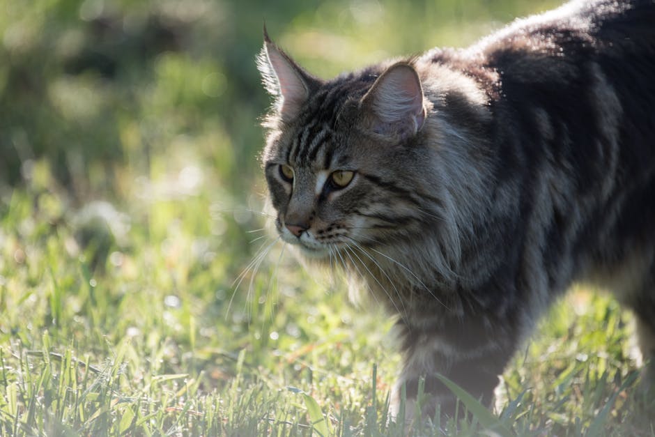 What is the Maine Coon Cat Breed?