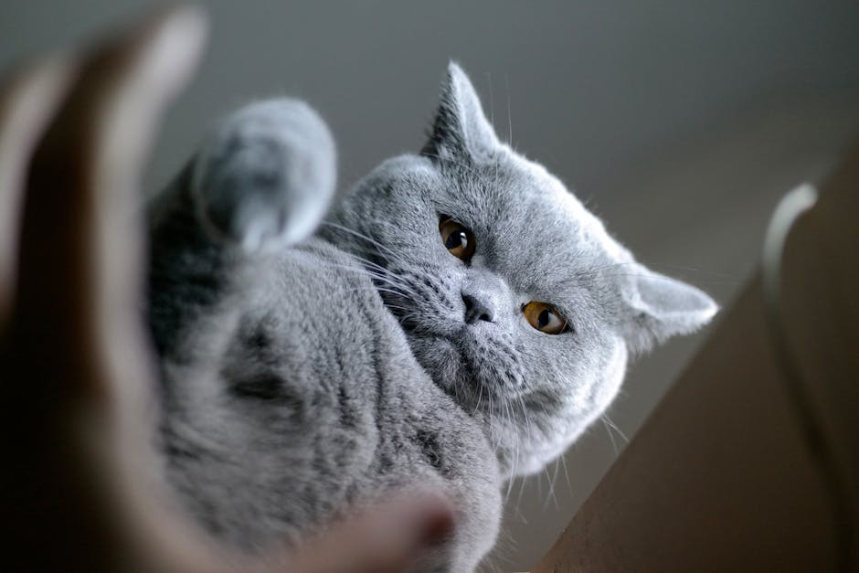 Why Choose Wet Cat Food for Your Feline?